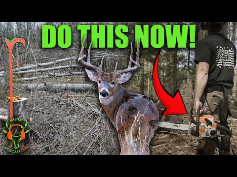 What You Can Do Right Now To Make Your Deer Habitat Better with Blaine Becker
