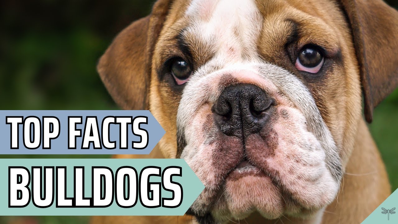 Pros and Cons of Owning a Bulldog | Video