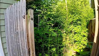 He said his yard looked like Jurassic park, He was STUNNED with this Transformation