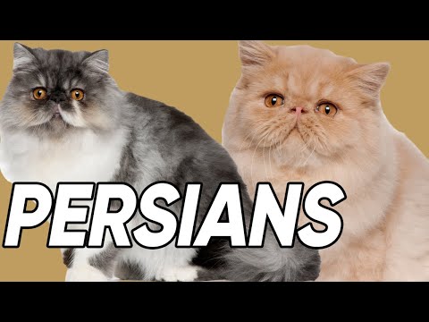 6 Spectacular Facts About Persian Cats