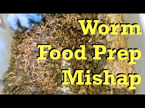 Food prep mishap while tending to the red wigglers - worm farm vermicomposting
