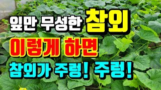 참외 저희처럼 다 뽑아내지 마시고 잎만 무성하고 한개도 안달릴때 장마철에는 꼭 이것 해줘야 몇개라도 먹을수있…