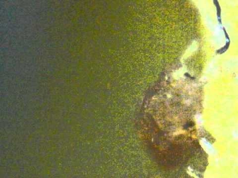 Gene Basler: Pecan Phylloxera