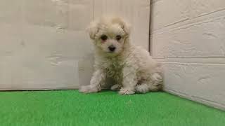 ハーフ犬の動画01