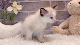 ラグドールの動画01
