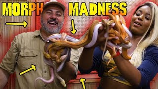 Retic Morph Madness: Jay and Kaye Wednesday by Prehistoric Pets TV