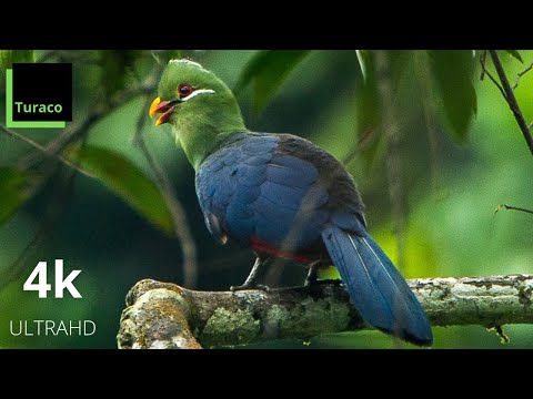 4k Amazing African Birds  - African Wildlife Video with Birds Sounds -Incredible Nature Sounds