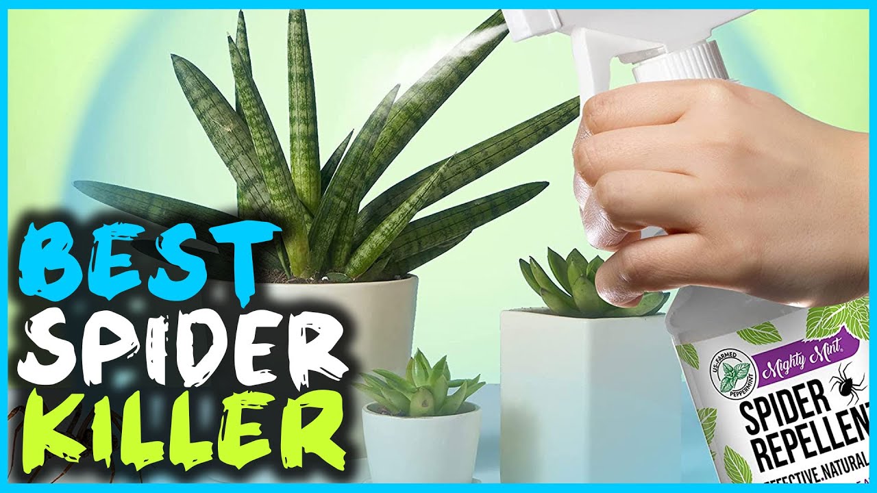 Top 5 Best Spider Killers for Indoor and Outdoor Use Reviews in 2022
