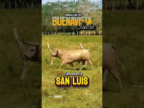 GANADERIA San Luis del ganadero Luis Carlos Oviedo se alista para Buenavista Sucre #toros