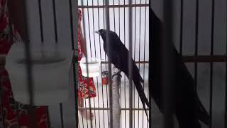 Download lagu viral anak kecil yang pandai menirukan suara burung srigunting. https://youtu.be/HHB7vC892WU mp3