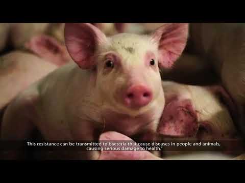 Let's talk about antibiotics: Excessive and inadequate use of the antibiotics