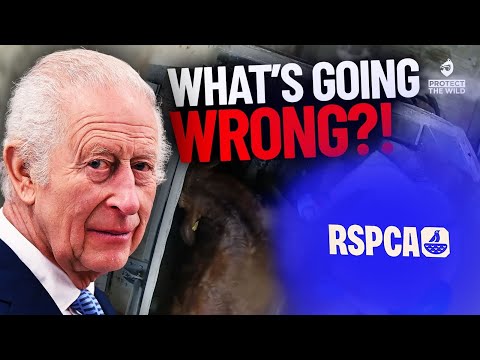 We need to talk about the RSPCA..