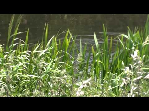 Lovely Chubbly - Fly Caught Chub