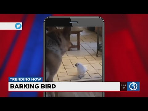 TRENDING NOW: Balance, starling migration, parrot confuses a dog, dog friends
