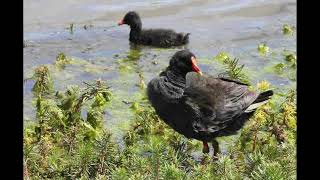 Download lagu Panggilan Burung Moorhen mp3 Download lagu Panggilan Burung Moorhen mp3