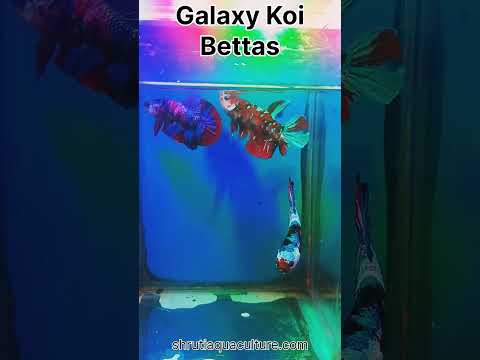 Galaxy koi betta fish