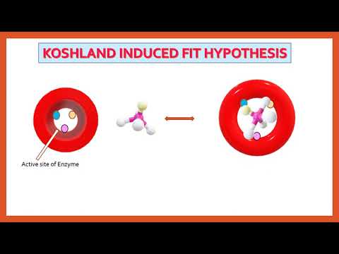 Interaction Between Enzyme and Substrate