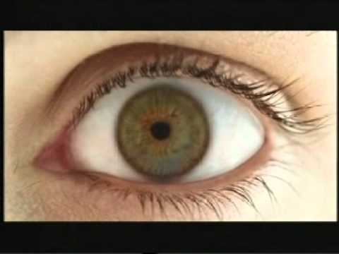 Karnitin látása