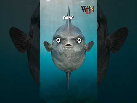 Tại sao lại thật thảm hại khi sinh ra là cá mặt trăng #shorts