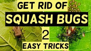 How To Get Rid Of Squash Bugs With 2 Easy Quick Tricks | Container Gardening