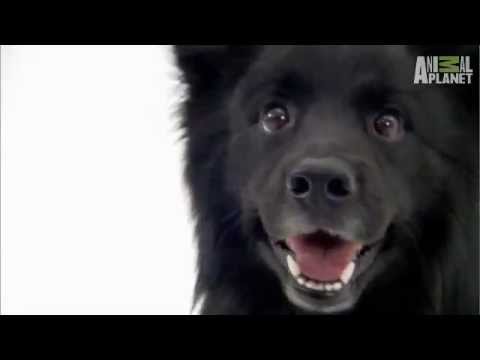 Pet4you.gr: Dogs Swedish Lapphund