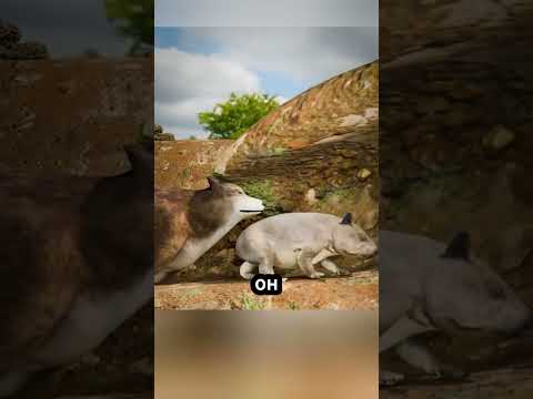 Техника защиты вомбата🛡️🐨😄 #факты