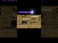 cheetah vs leopard #trending #cheetah #leopard #shorts #short #wildlife #youtubeshorts #viralvideo