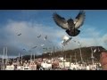 Pigeon Acrobatics In Slow Motion Scarborough