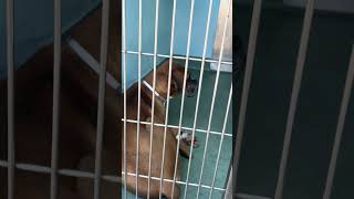 Video preview image #1 Boxer Puppy For Sale in Pasadena, CA, USA