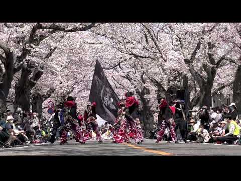 神樂〜kagura〜 -富岡町さくらまつり2022-
