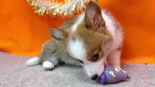 コーギーの動画01