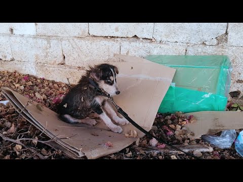 "Let me teach him", the owner left the chained puppy begging for 3 days in hunger