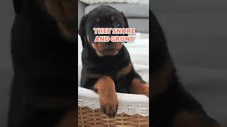 5 CHARACTERISTICS of ROTTWEILERS 🖤
