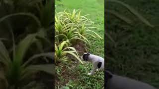 Battle cat and dog