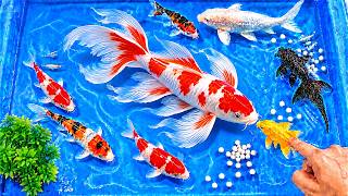 Download lagu Releasing Fish into a Small Pond | Catching Colorful Ornamental Koi, Crabs, Loaches, and Wild Carp mp3