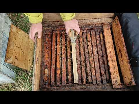 Результат отстройки самодельной гладкой вощины за 4 дня.