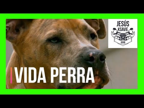 VidaPerra – KSAVIE | musica indie española actual