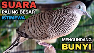 Download lagu Perkutut Lokal Gacor Suara Kung Besar Pancingan Burung Perkutut Agar Bunyi. mp3