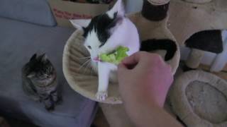 my cat loves salad
