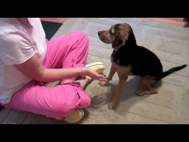 YouTube video preview