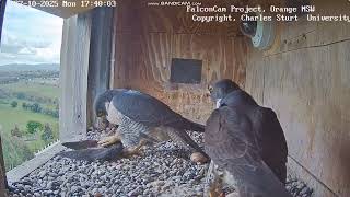 FalconCam Project CSU Orange - Gimbir z dostawą dla Diamond 2025 10 27