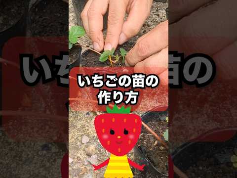 庭で育てるのに最適なイチゴの品種は何ですか?  庭園