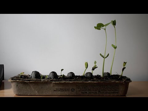 Caroline Shaw & Sō Percussion - Let the Soil Play Its Simple Part (Official Video)