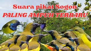 Download lagu Mp3 SUARA PIKAT BURUNG SOGON PALING AMPUH ‼️ UNTUK BURUNG YANG SUSAH TURUN  mp3