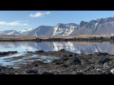 Seals on Snæfellsnes Peninsula