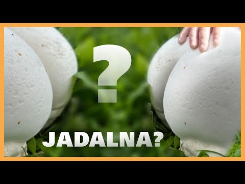 Czasznica Olbrzymia – Purchawka? Grzyb Trujący czy Jadalny i Zdrowy? [Atlas grzybów]