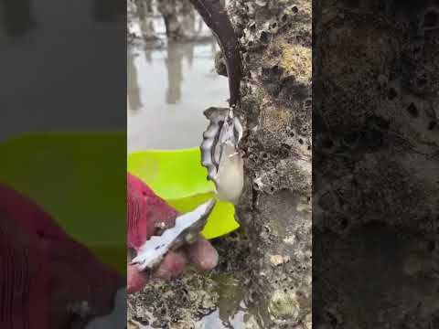 "Unlocking Hidden Treasures: The Ultimate Guide to Digging Wild Oysters at the Beach!"