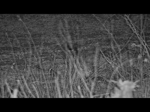 Djuma: Blacksmith Lapwing sitting on nest - 03:05 - 09/25/21