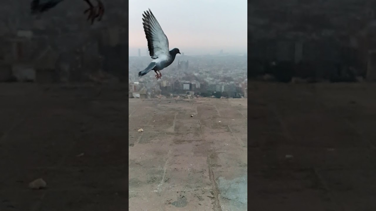 Nur ein Flügelschlag Nur ein Flügelschlag