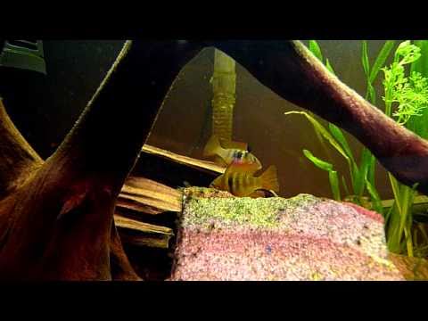 30 gallon fish tank blue rams discus angelfish